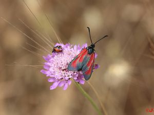 zygène des garrigues (Zygaena erythrus)