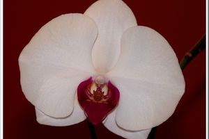 Phalaenopsis hybride blanc