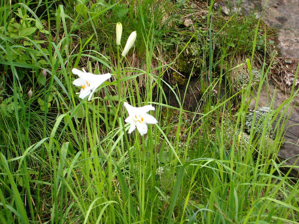 du 5 au 9 juillet 2009
Entre Arve et Giffre
Haute Savoie