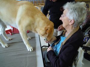 Tous les mois, le jeudi matin, 3 chiens d'eveil Buldo,Azaro,Burly,viennent à la maison de retraite. Pour ceux qui aiment et avaient des chiens auparavant cela leur rapellent des souvenirs. Nous aimons prendre soin d'eux en les brossant ou en les promenant.