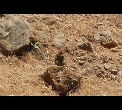 Les derniers Singes Magot de l'oued El Kébir