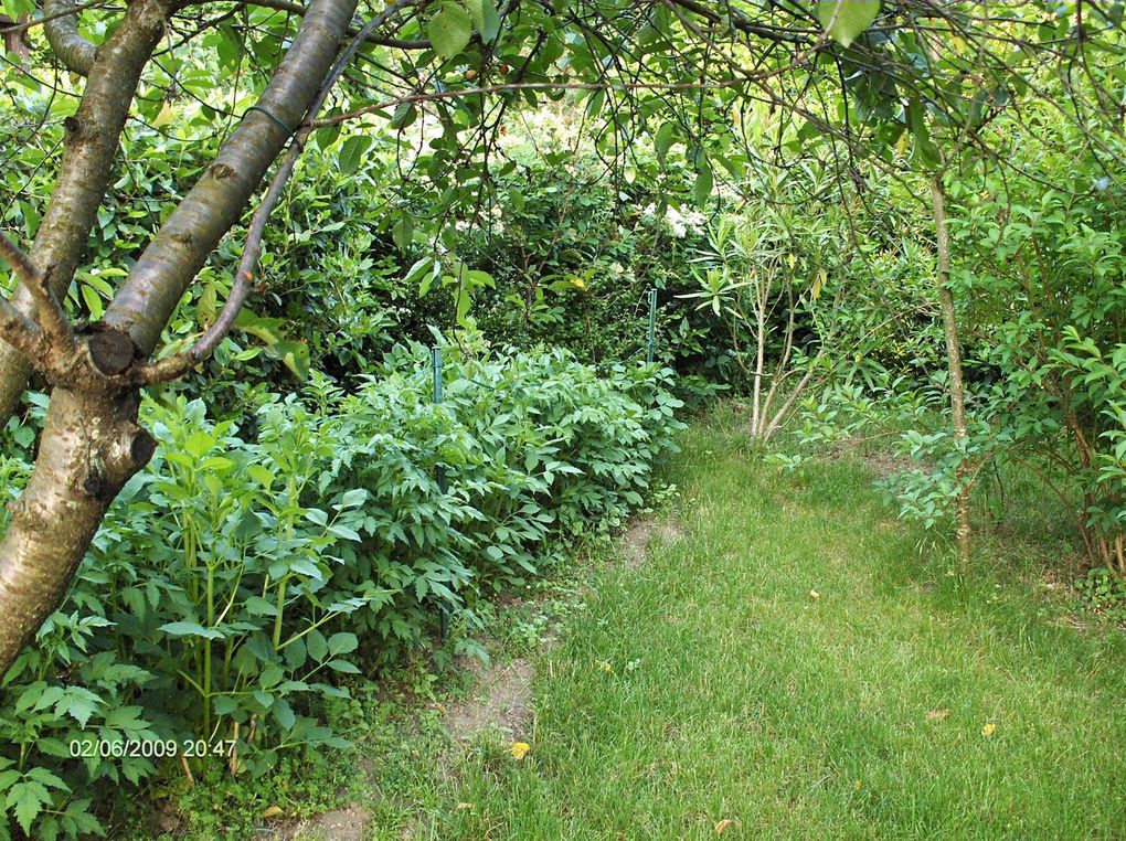 Promenade de Rémi dans mon jardin