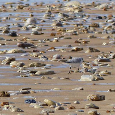 Bécasseau sanderling sur la plage de Sauveterre