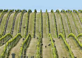 #La Vigne dans le Marlborough - New Zealand Vineyards 