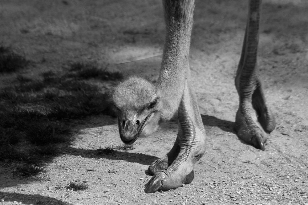 Animaux Sauvages Planète Sauvage - Photos Noir et Blanc de Thierry Weber - Photographe La Baule Guérande