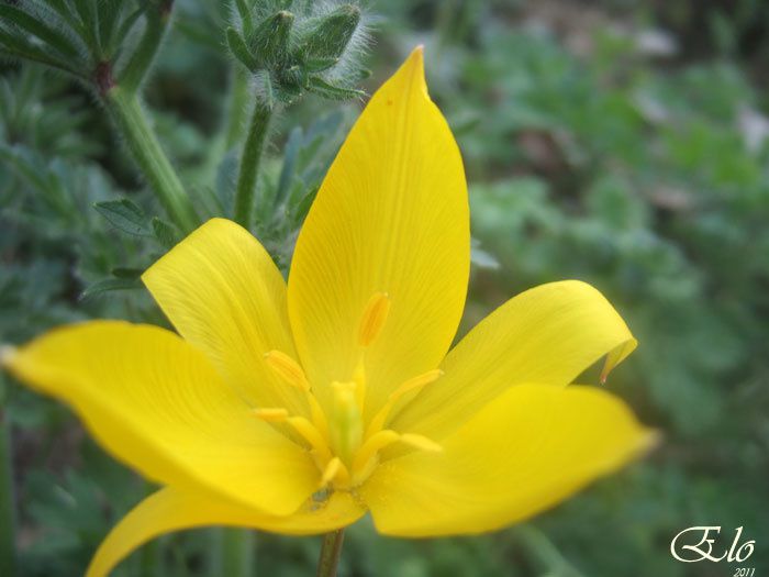 Une fleur jaune dont je n'ai pas le nom mais qui m'a fascinée...