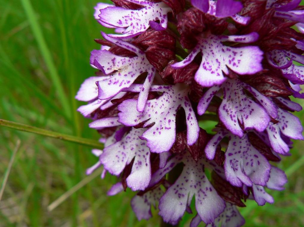 Quelques Orchidées de la région