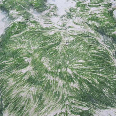 Algues vertes filamenteuses à Postolonnec