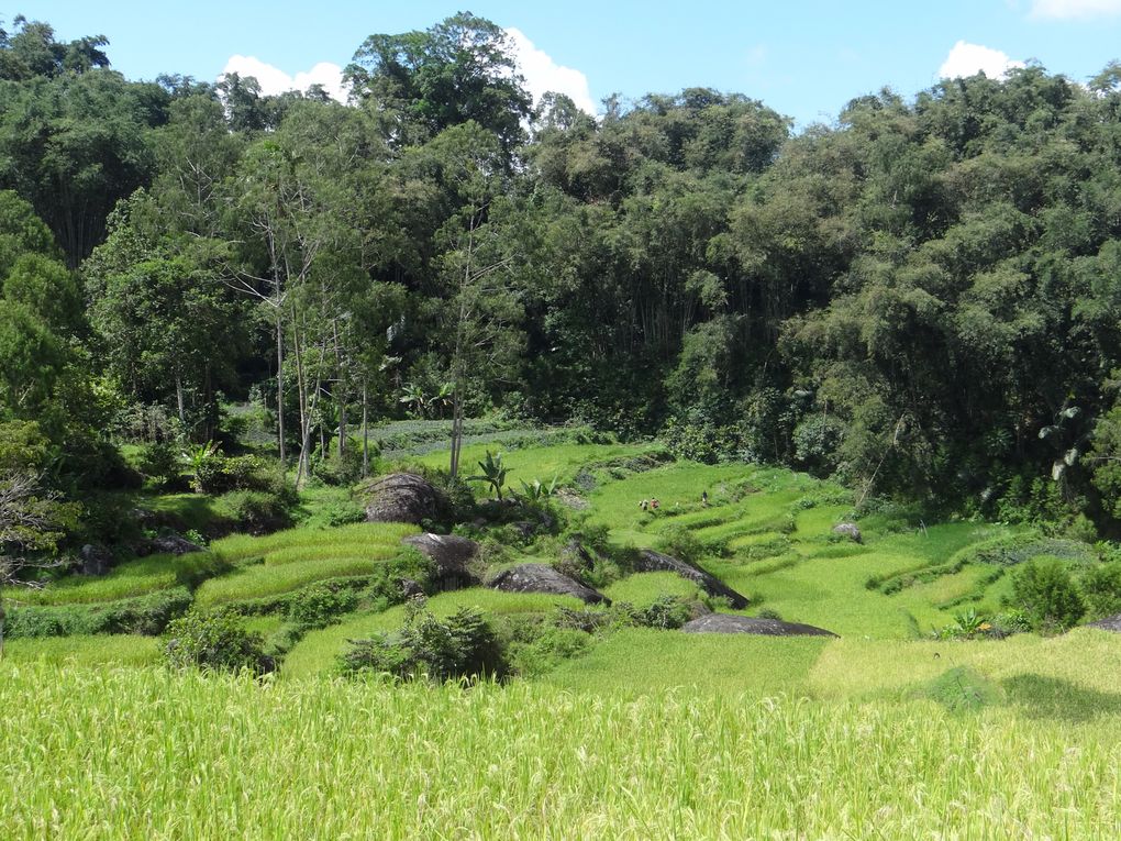 Album SULAWESI--FLORES. 2012