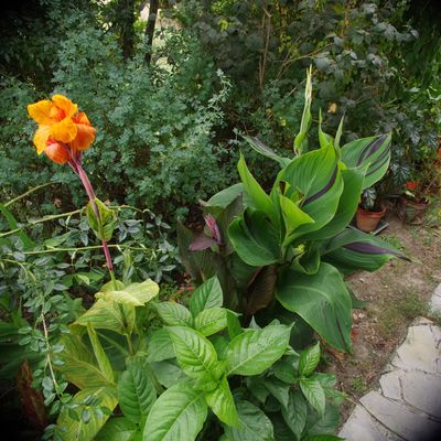 372 - DE MA FENETRE (encore)