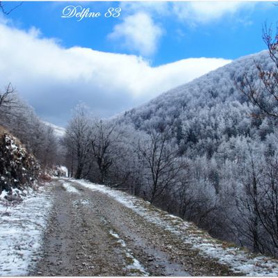 " Forêt de Sâou ... " ( 26 ) (-2-)