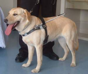 Le labrador rottweiler chien d'assistance aux personnes à mobilité réduite