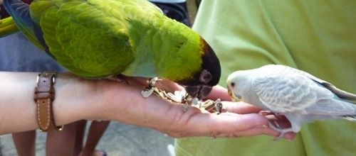 Oiseaux et mains