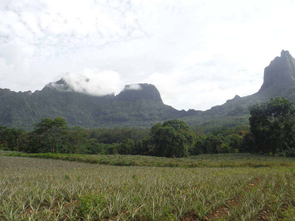 Balade à cheval au milieu des ananas