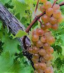#LaCrescent Producers Australia Vineyards 