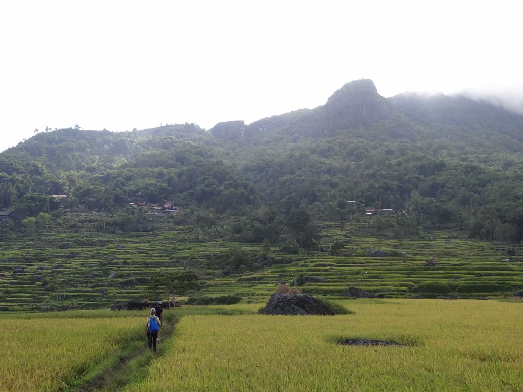 Album SULAWESI--FLORES. 2012