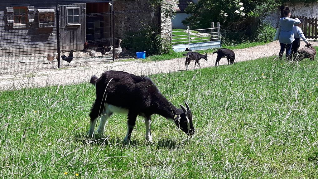 A Ecancourt les chèvres sont plus respectueuses des barrières de sécurité que les moutons !