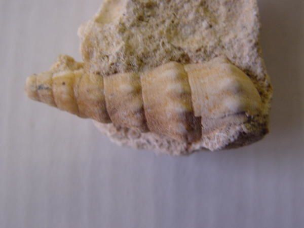 <p> </p>
<p>Ah, les gastropodes (ou gastéropodes) ! Superbes de par leur forme en spirale, ils sont très appréciés non seulement des amateurs paléontologues mais aussi des amateurs de coquillages actuels.</p>
<p>Découverts sur quasiment tous les sites à fossiles depuis le Paléozoïque inférieur, ils se présentent sous une infinité de variétés !</p>
<p>Ici présentés un petit florilège de pièces extraites de ma collection privée !</p>
<p>Bon amusement.</p>
<p>Phil "Fossil"</p>
<p> </p>