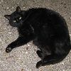 États-Unis : L'adoption des chats noirs est interdite la veille de Halloween