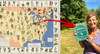 les plantes médical d'amérique de nord