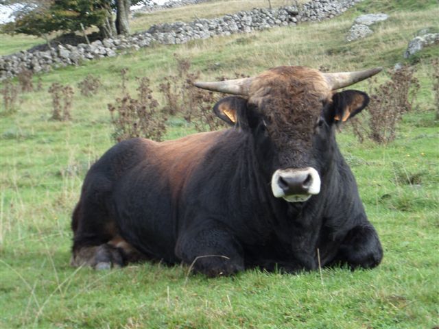 Album photos 2 jours sur l'Aubrac