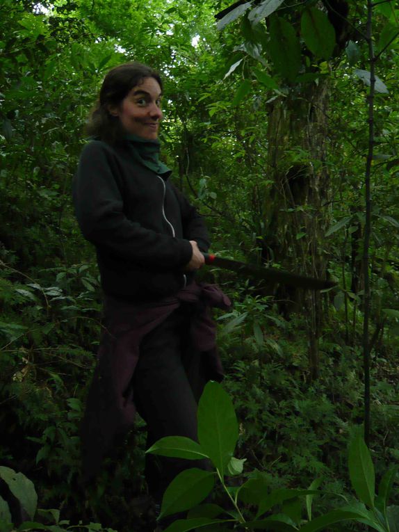 La forêt mésophile "de la Brume", un écosystème riche en biodiversité - notre 1ère sortie en forêt tropicale - 17 avril 2010