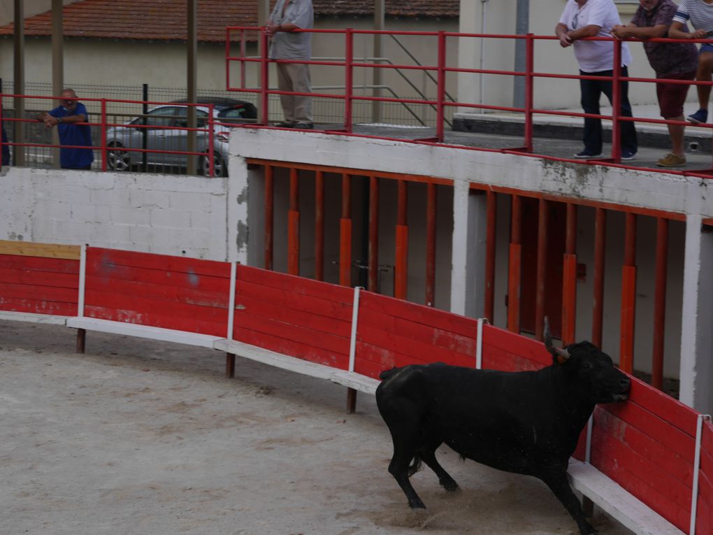 course de taureaux jeunes le 18 septembre 2020