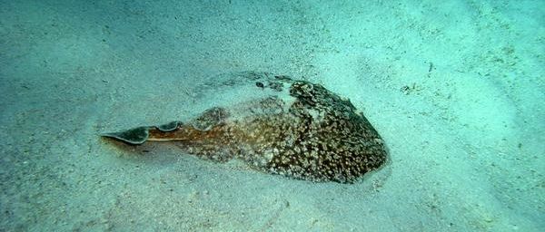 Poisson Torpille (torpedo panthera) de l’océan indien à Mayotte