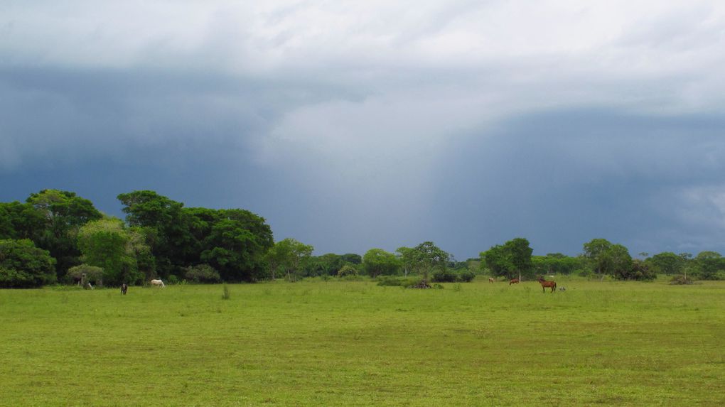 Le Brésil est grand, tout ne rentre pas dans un seul album!! Ici vous trouverez la fin de notre passage à Rio, puis les photos du Pantanal