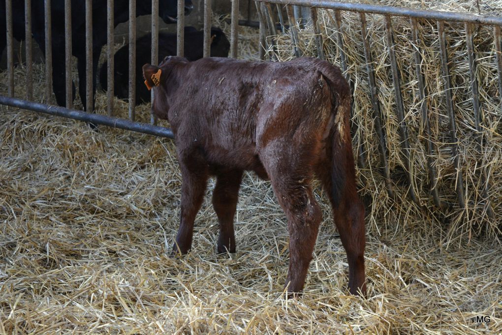 La Ferme du Tertre à Villers-au-Tertre - Photos : 8 octobre 2021.