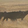 LE CRATERE N'GORONGORO