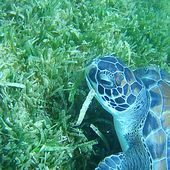 Les tortues marines de la Martinique - MIMI ET LES COLIBRIS