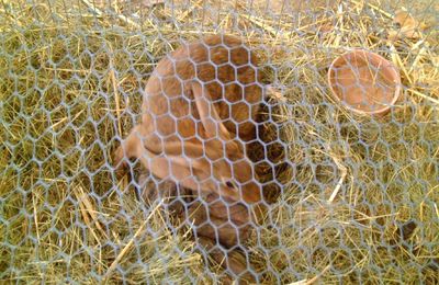 maman lapin et ses bébés