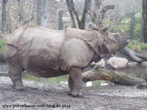 Schneeeule, Uhu, Bartkauz, Panzernashorn