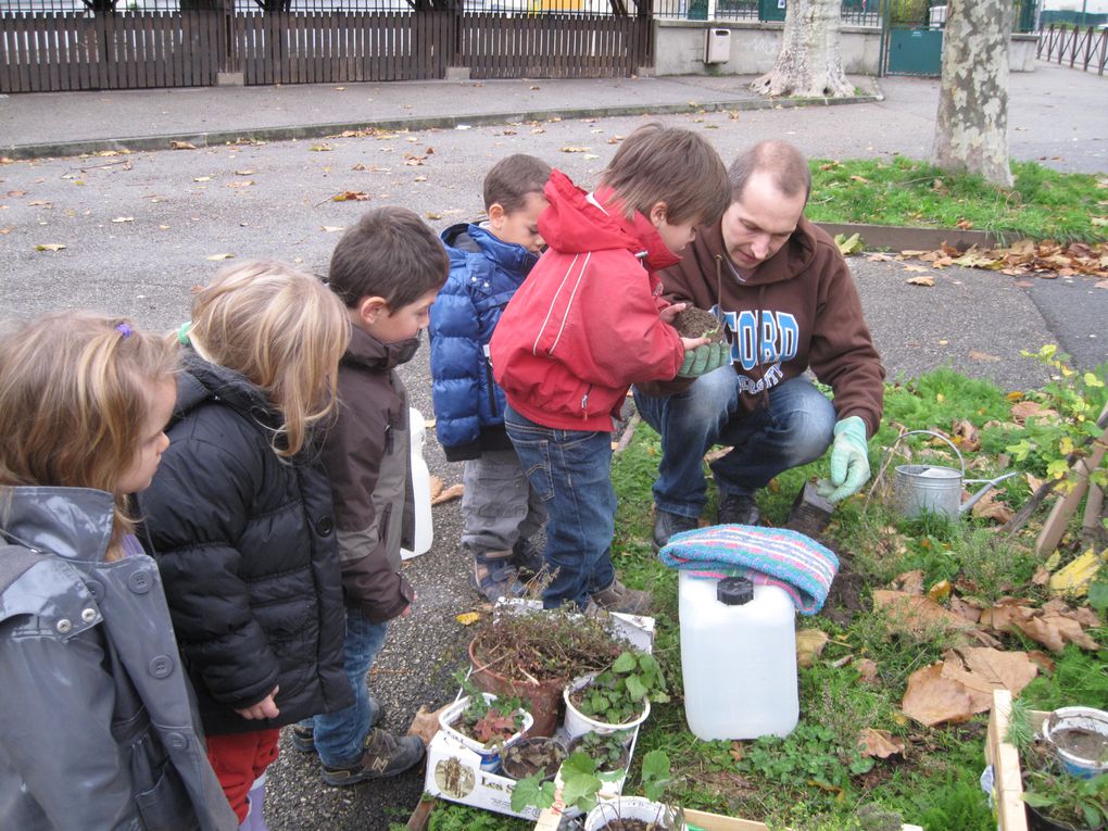 BIODIVERSITE à l'école du village: des élèves de l'école maternelle("les moyens")ont planté des fleurs sauvages locales au pied des 2 platanes devant l'école, début novembre 2010 avec l'aide des jardiniers du JARDIN BUISSIONNIER.