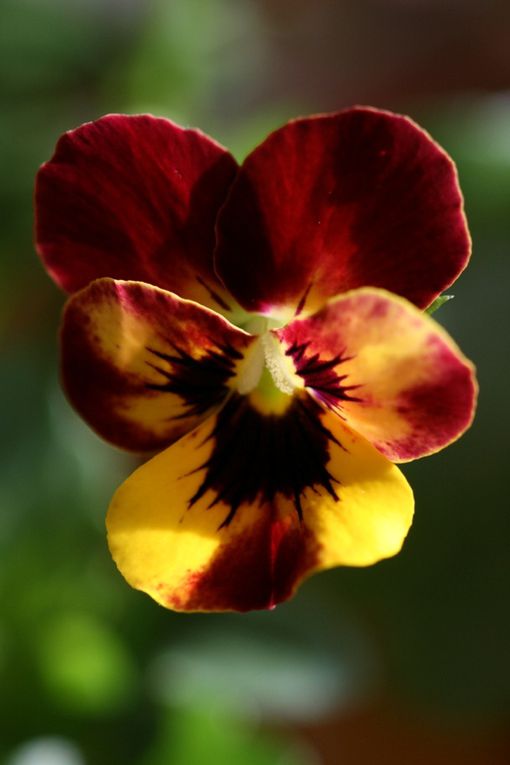 Fleurs de nos jardins