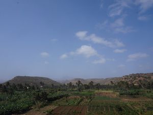 Dimanche, on a loué une voiture pour partir côté est. Quelques ribeiras sillonnent la pente nord-est du Pico, l'ancien volcan. Ce sont de véritables oasis qui éclatent dans les vallées, au creux des pentes montagneuses, à présent dénudées par la sécheresse et le vent. L'agriculture se pratique soit dans ces vallées, soit entre 500 et 1000 mètres d'altitude. En altitude sont cultivés le maïs et le haricot-grain. Le maïs sert de tuteur aux haricots. Ces cultures sont dépendantes de la saison des pluies (août-octobre, 5 pluies sur deux semaines cette année puis une pluie tardive fin octobre). Pour cette raison, l'aide internationale en riz couvre la fluctuation et les difficultés liées à la culture céréalière. Un roman, Les victimes du vent d'est, de Manuel Lopes, auteur cap-verdien, témoigne tristement de l'espoir accroché à la saison des pluies, du drame du cycle des saisons sur une agriculture fragile. Dans les ribeiras irriguées, illustrées par ces quelques photos, sont cultivés la canne à sucre, les pommes de terre, les patates douces, le manioc, la banane et les légumes. L'irrigation provient de puits, de captage de source et aujourd'hui d'un barrage récemment construit à l'appui de subventions chinoises. L'eau douce est ainsi réservée à l'agriculture. L'eau du réseau de distribution à la population est de l'eau de mer dessalée. Plus de 90 pour cent des exploitations couvrent l'auto-consommation uniquement. Aucun engrais chimiques, aucun produits phyto-sanitaires ne sont utilisés.