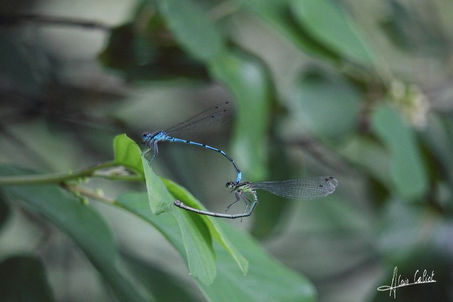 Agrion élégant