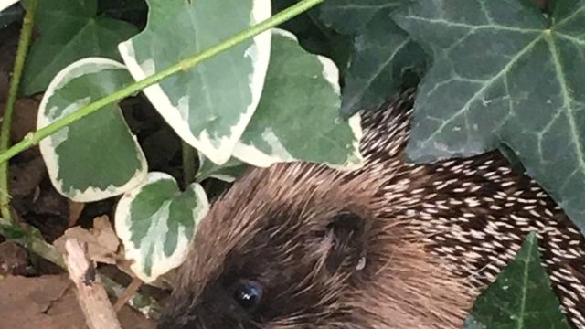 Gaston le hérisson, notre ami du jardin