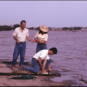 1990 primera liberacion de caimanes en vzla.tif