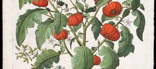 Basil BESLER, Botaniste: la Tomate