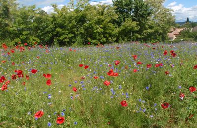 Le Coquelicot Encore Le Blog De Gazou