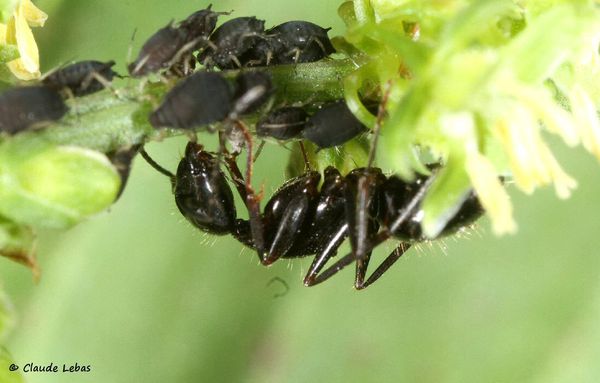 Camponotus aethiops sur pucerons