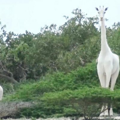 L’unique girafe blanche femelle au monde et son petit ont été tuée au Kenya par des braconniers