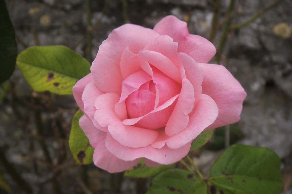 rouges, blanches, roses, jaunes.
fraîches ou fanées, des roses encore et encore