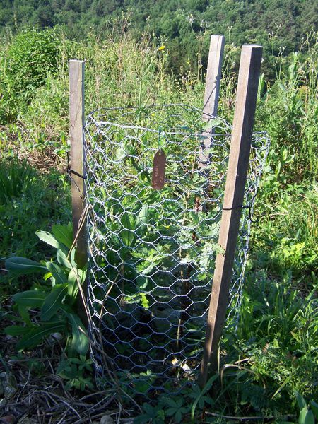 LE TRAVAIL DES ARBRES TRUFFIERS EN JUIN ET JUILLET .