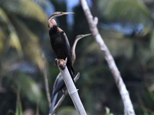 Anhinga d'Afrique, lagune de Grand Bassam, Côte d'Ivoire, 25 mai 2018