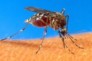 Chikungunya s étend sur l Amérique 