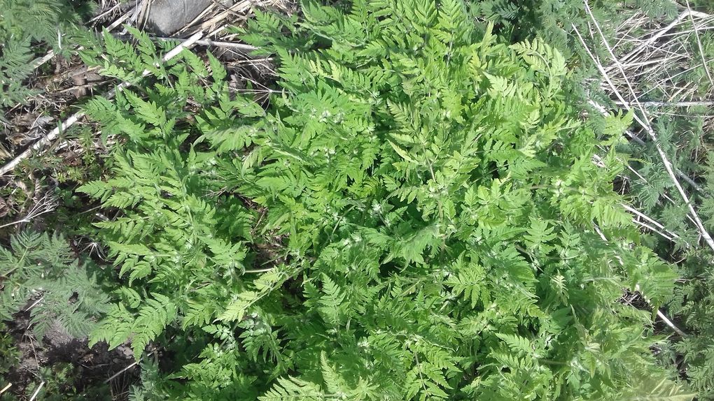 Touffe de cerfeuil musqué au milieu de cerfeuil des bois (Anthriscus sylvestris)