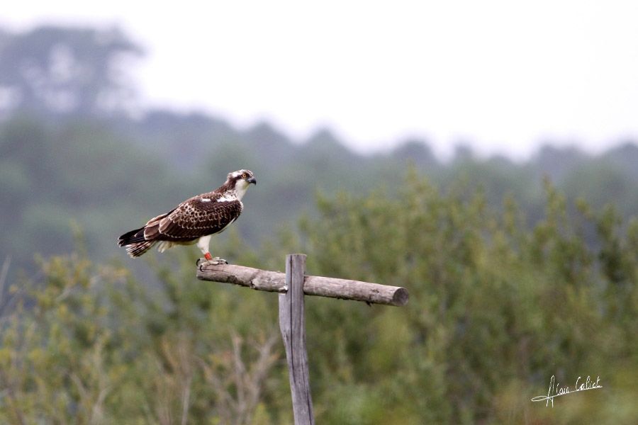 Balbuzard pécheur à Ondres et au marais d'Orx